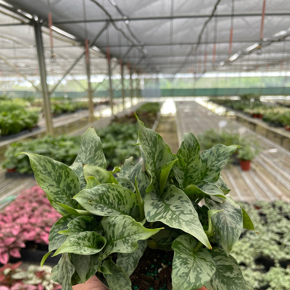 Schismatoglottis 'Thailand'