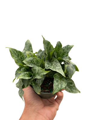 Schismatoglottis 'Thailand'