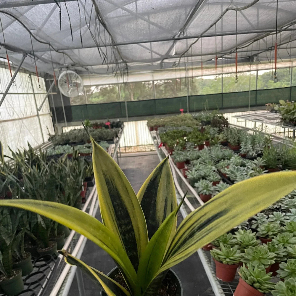 Snake 'Gold Flame'