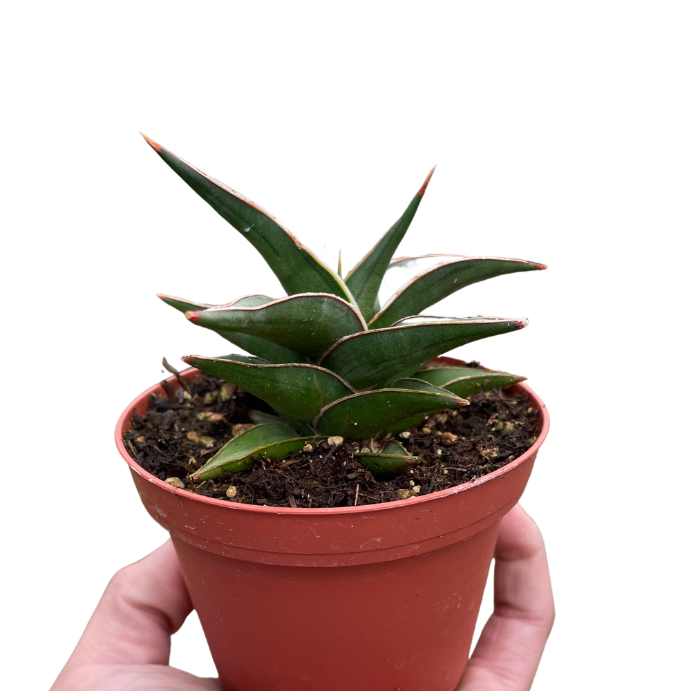 Snake 'Lavranos'