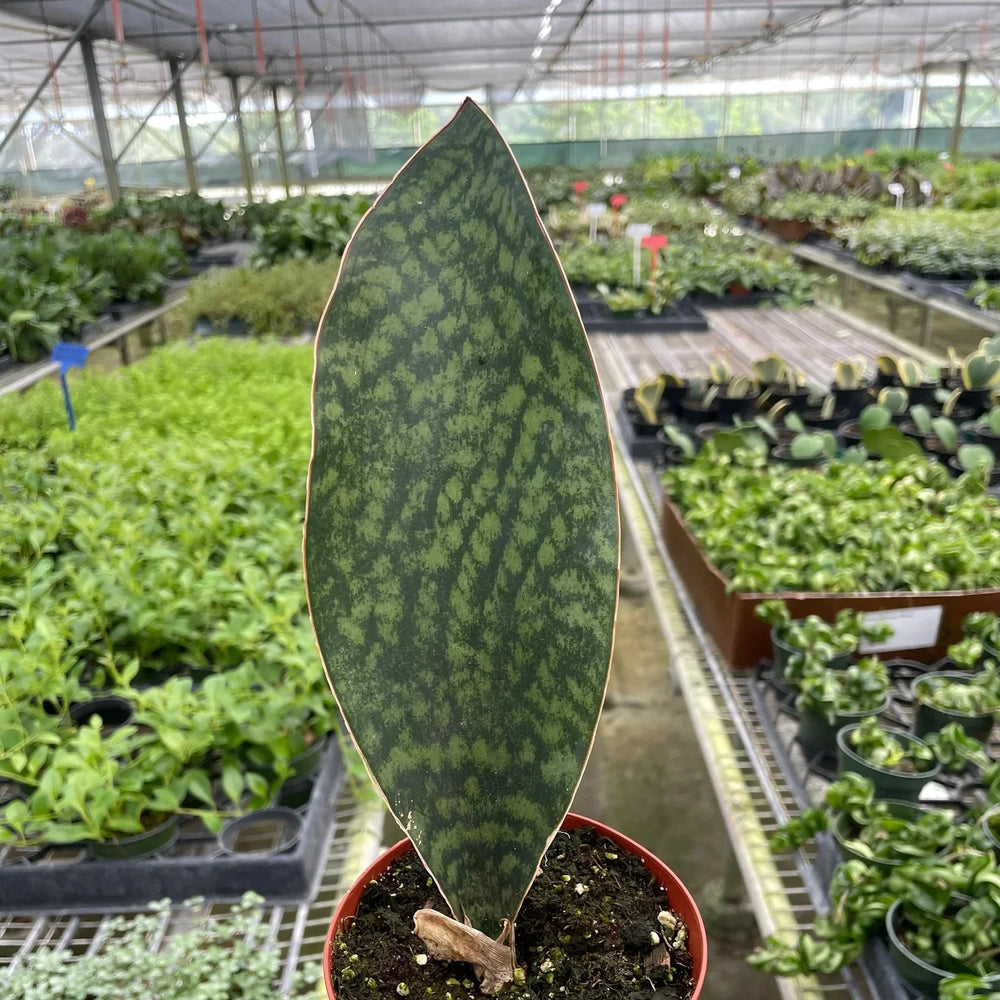 Shark Fin Snake Plant