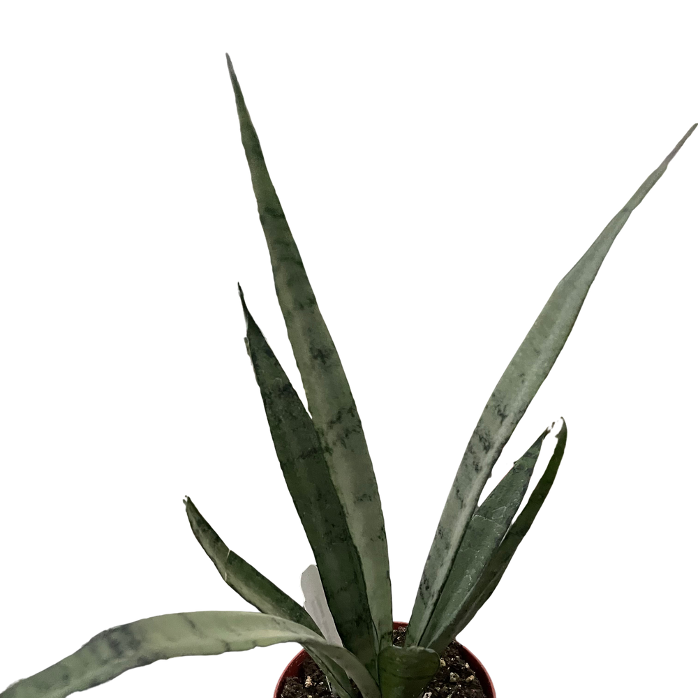Snake 'Silver Princess'