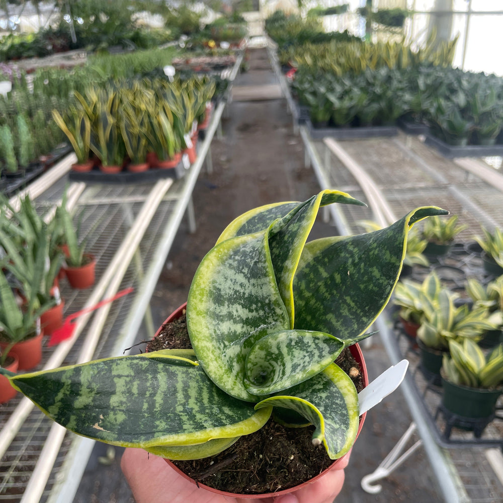 Snake Plant Twist