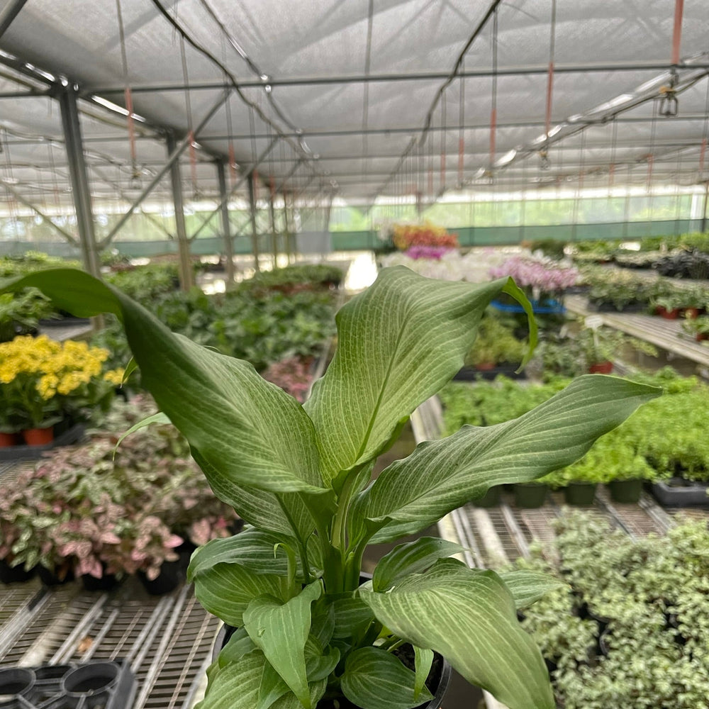 Spathiphyllum 'Platinum Mist'