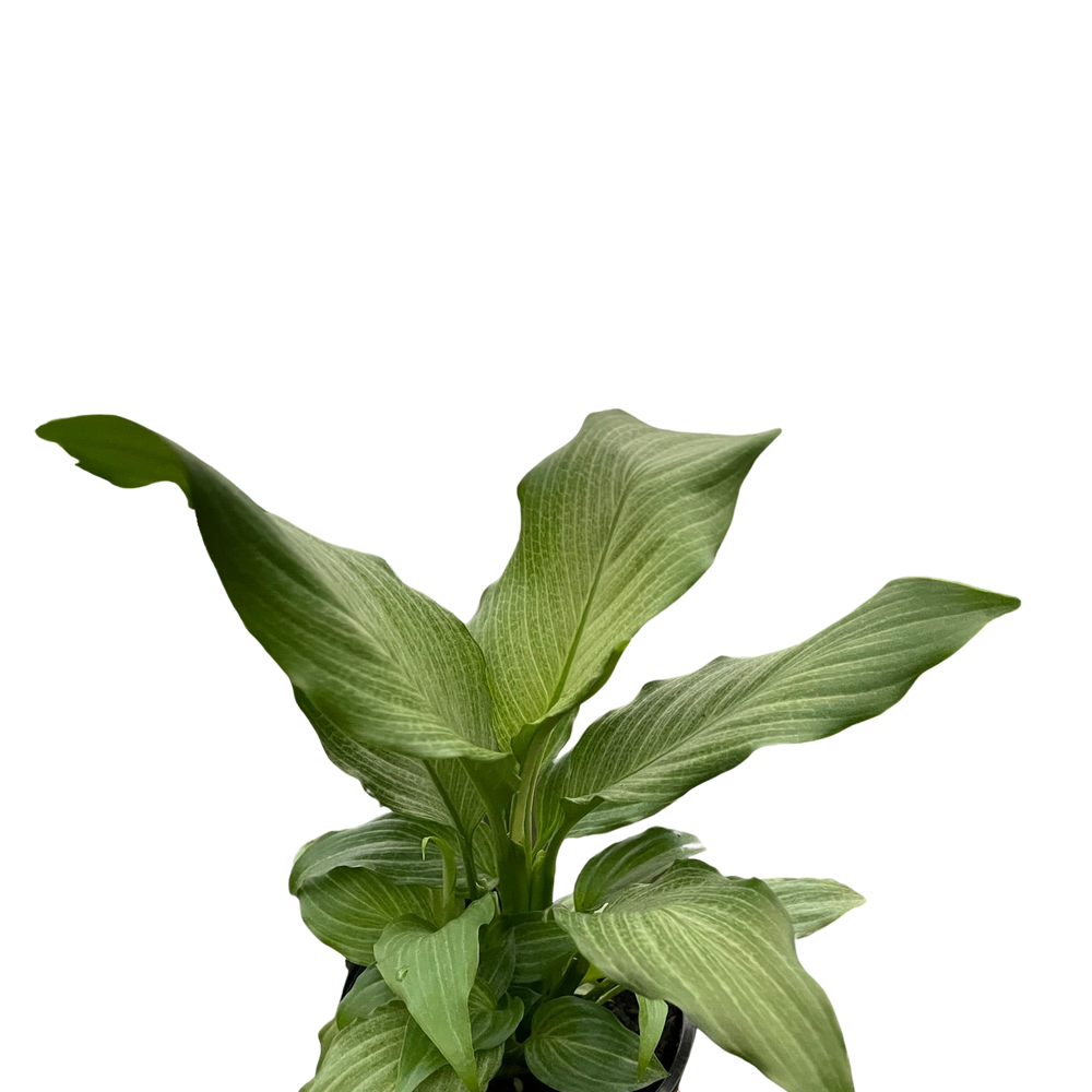 Spathiphyllum 'Platinum Mist'