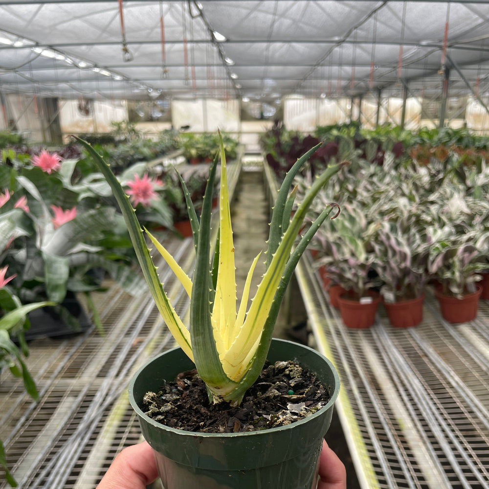 Succulent Aloe Solar Flare