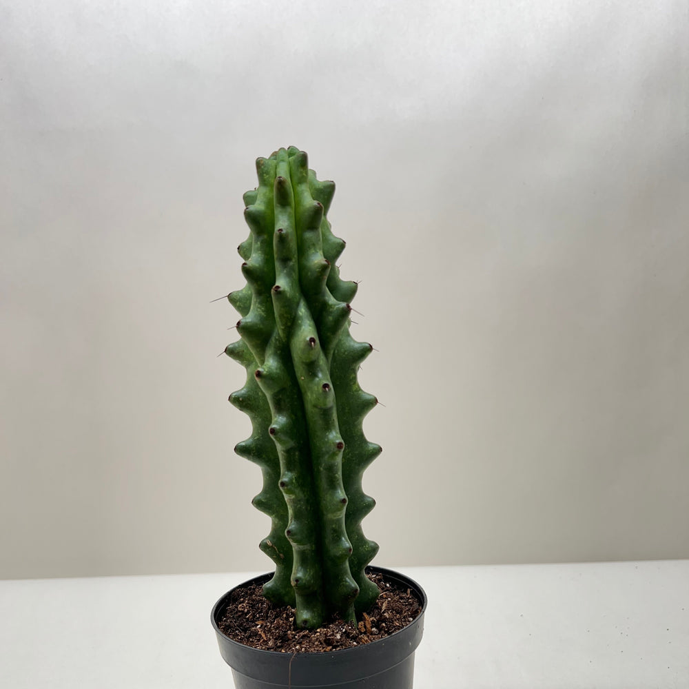 Succulent Cactus Ghost White Boobie