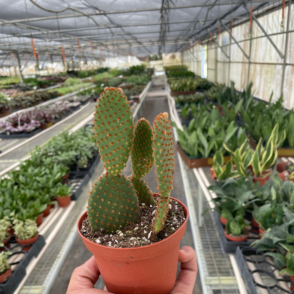 Opuntia 'Microdasys' (Bunny Ear Cactus)