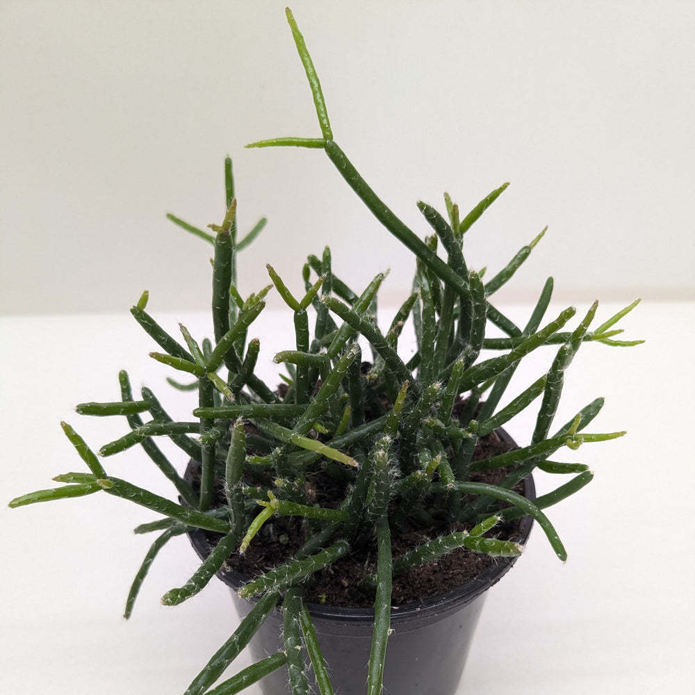 Mistletoe Cactus | Easy Care Trailing Succulent for Hanging Baskets