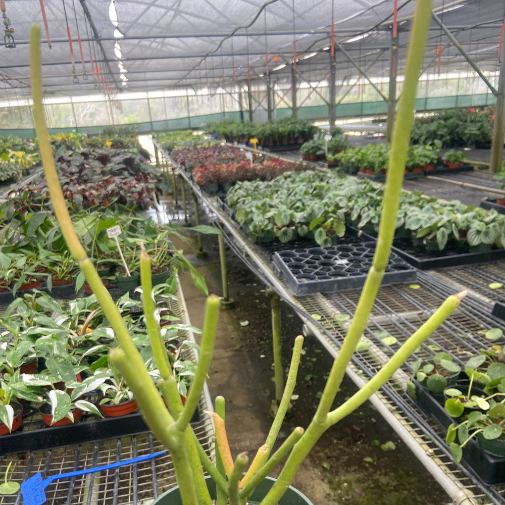 Euphorbia 'Pencil Cactus'