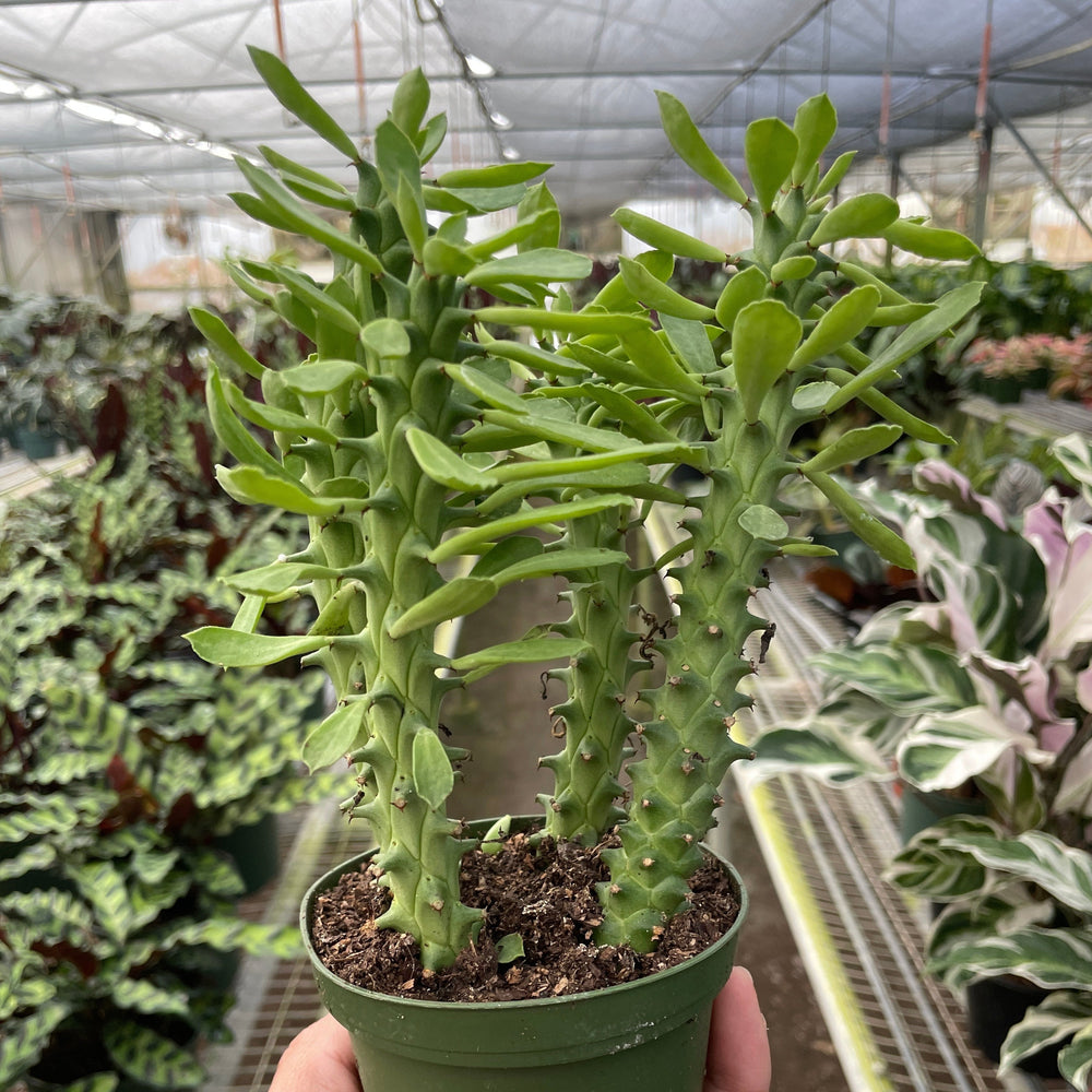 Euphorbia 'Sausage Spurge'