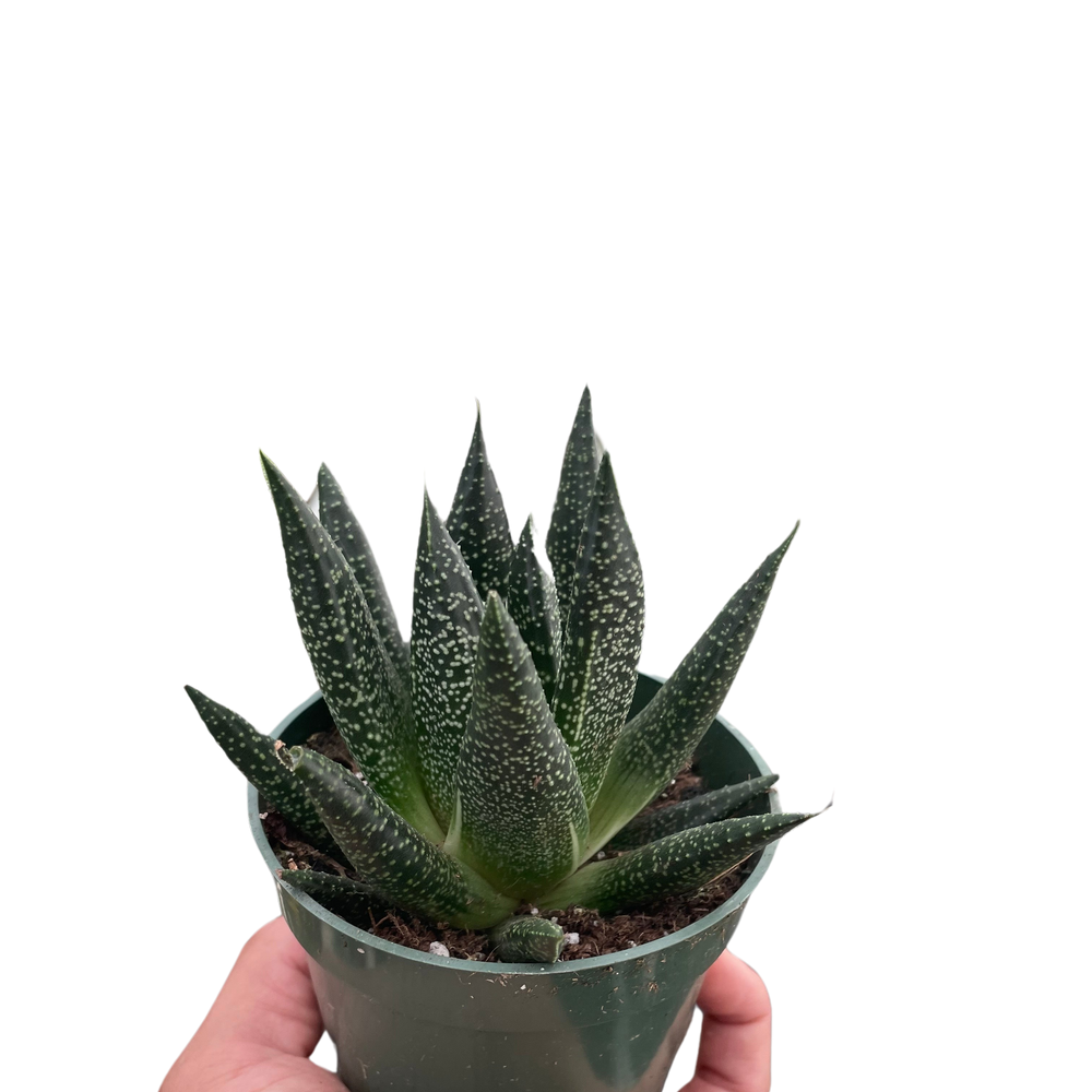 Succulent Gasteria Durban