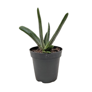 Succulent Gasteria Little Warty