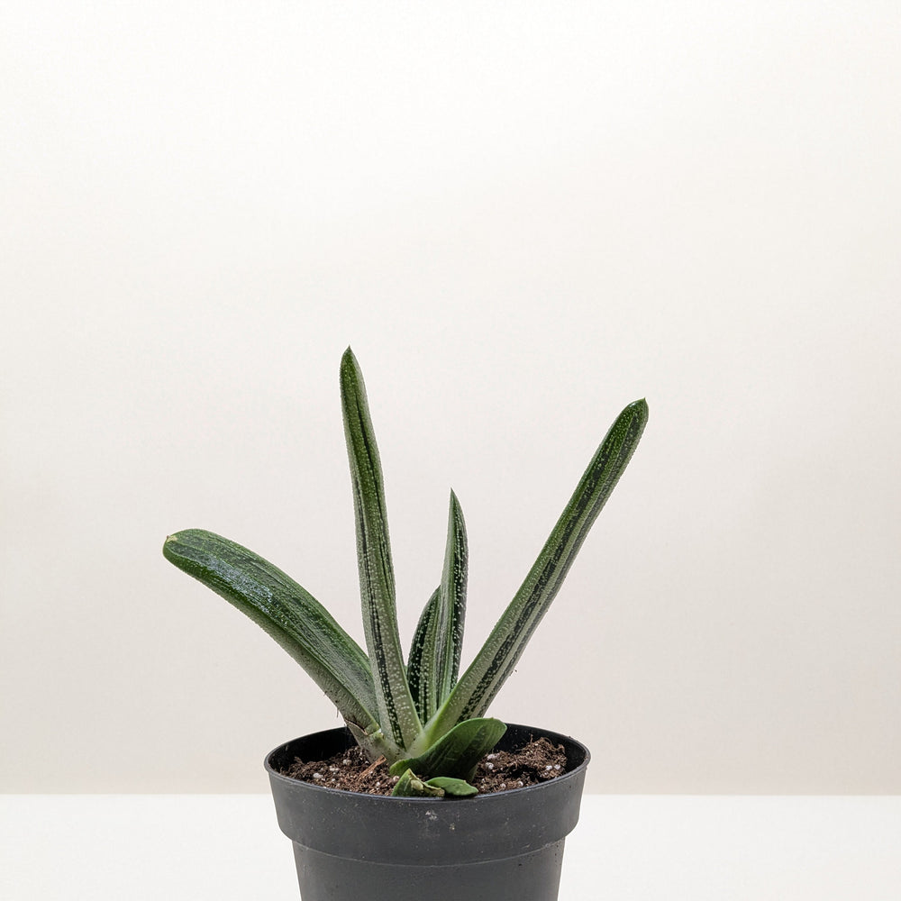 Succulent Gasteria Little Warty
