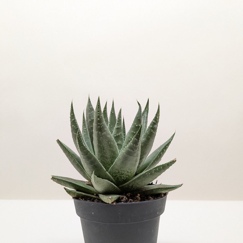 Succulent Haworthia Savanna