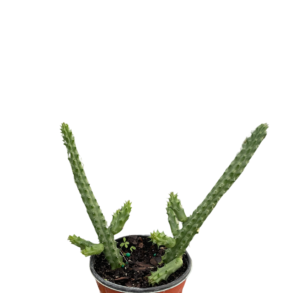 Red Dragon Flower (Huernia schneideriana)