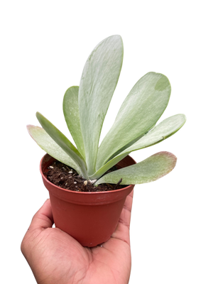 Succulent Kalanchoe 'Flap Jack'