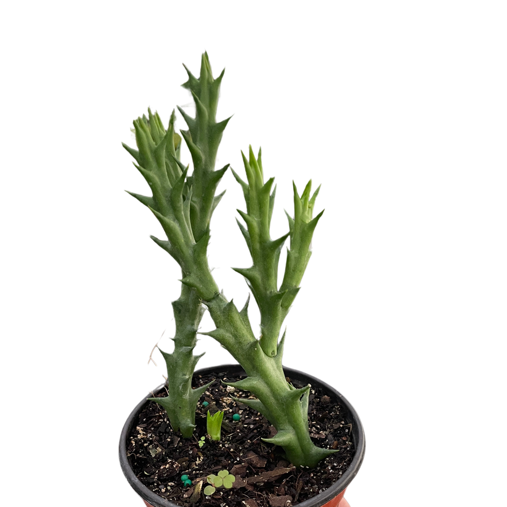 Starfish Cactus (Stapelia orbea variegata)
