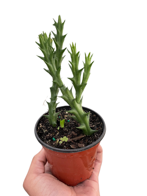 Starfish Cactus (Stapelia orbea variegata)