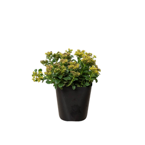 Sedum Little Miss Sunshine