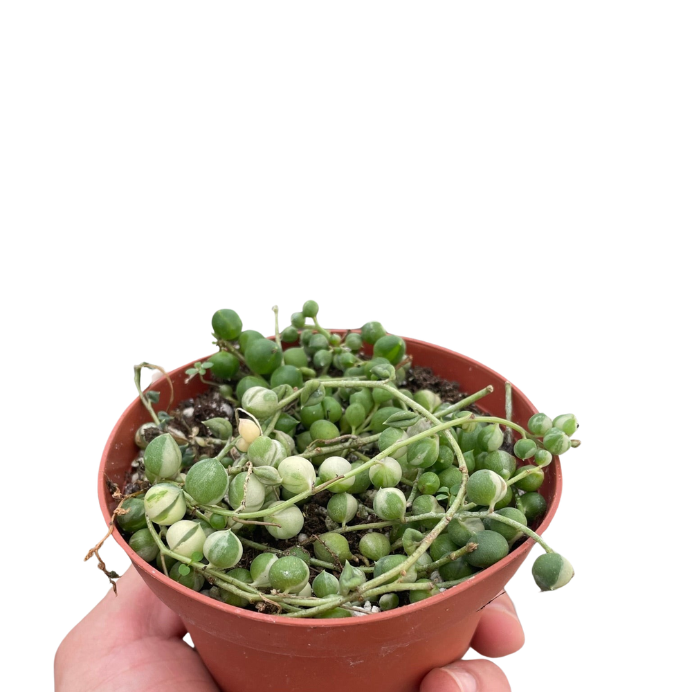 Succulent 'String of Pearls' Variegated