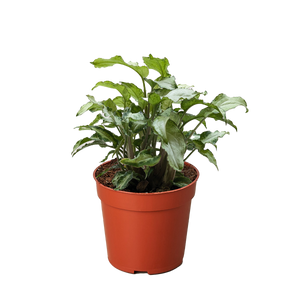 Syngonium 'Three Kings'