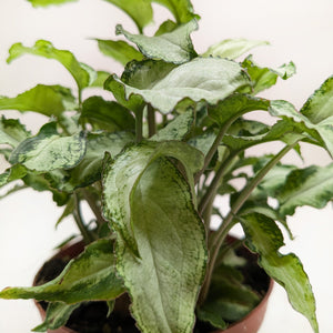 Syngonium 'Three Kings'