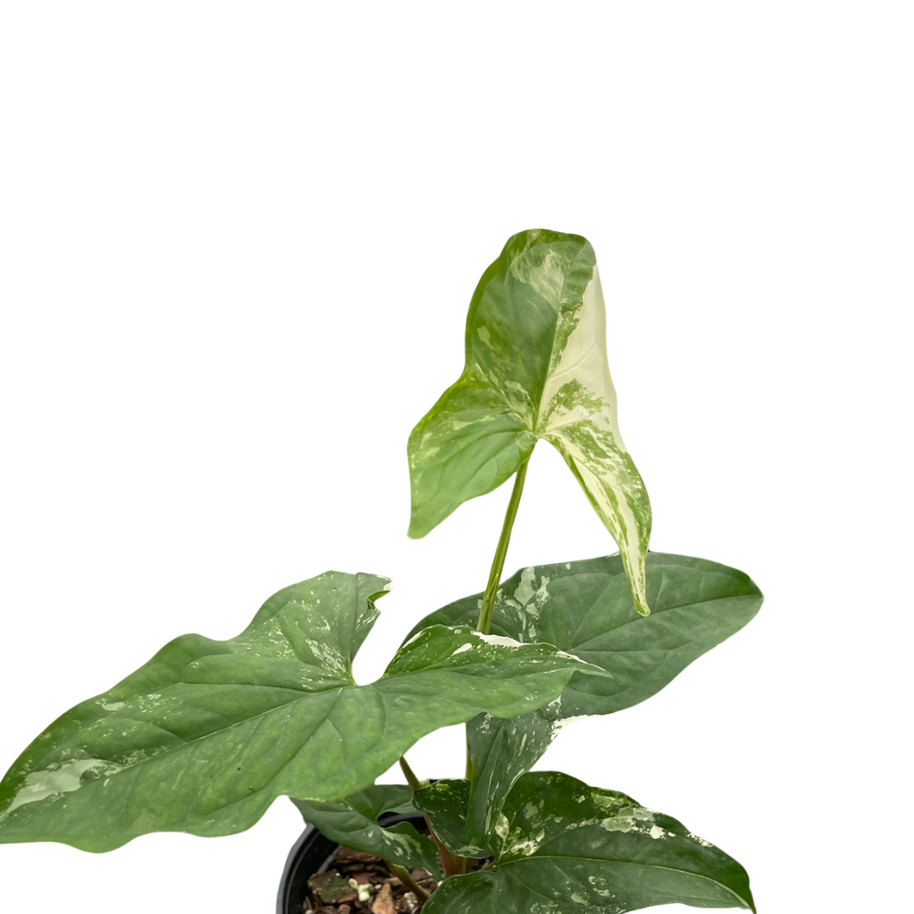 Syngonium 'Albo Variegata'
