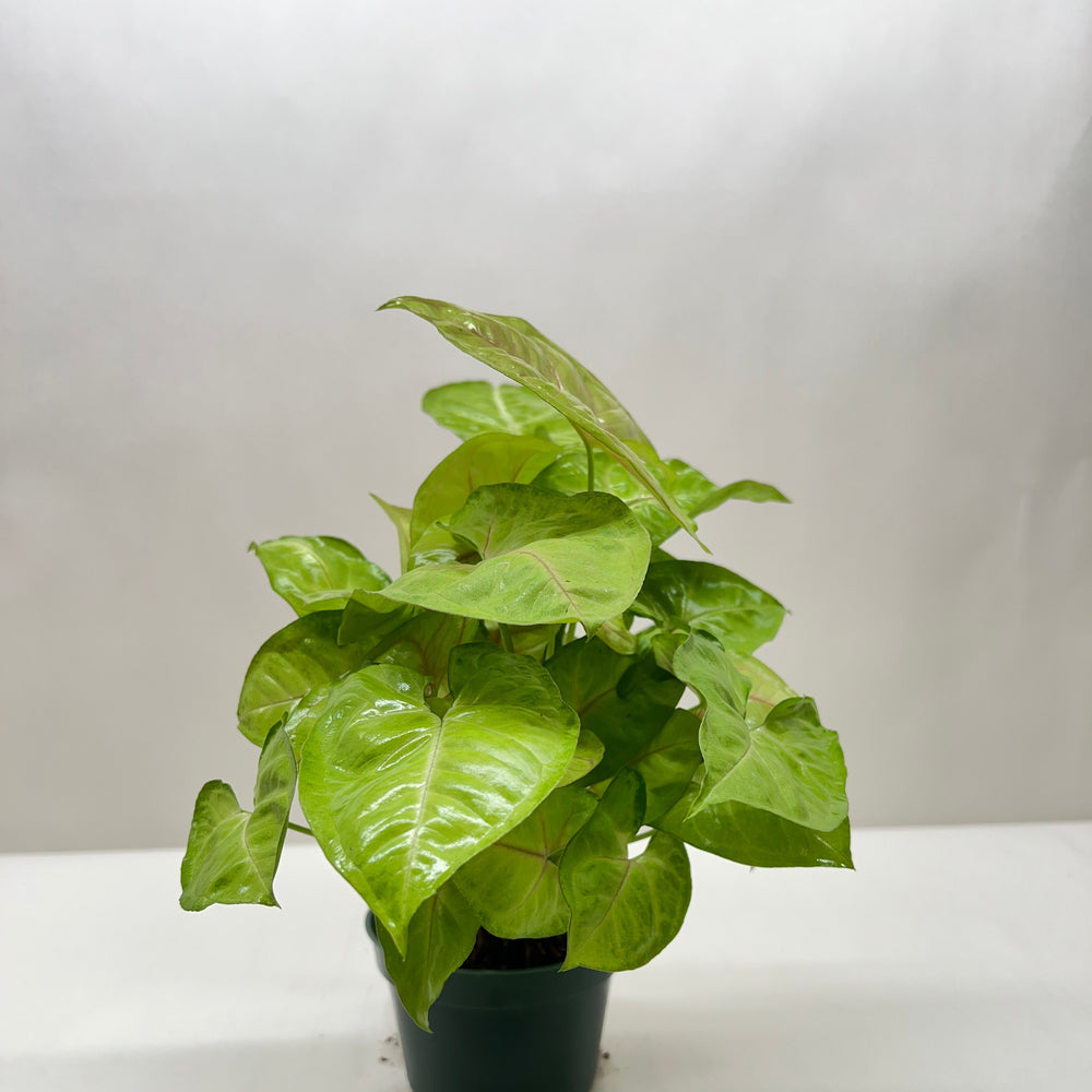 Syngonium Cream Allusion
