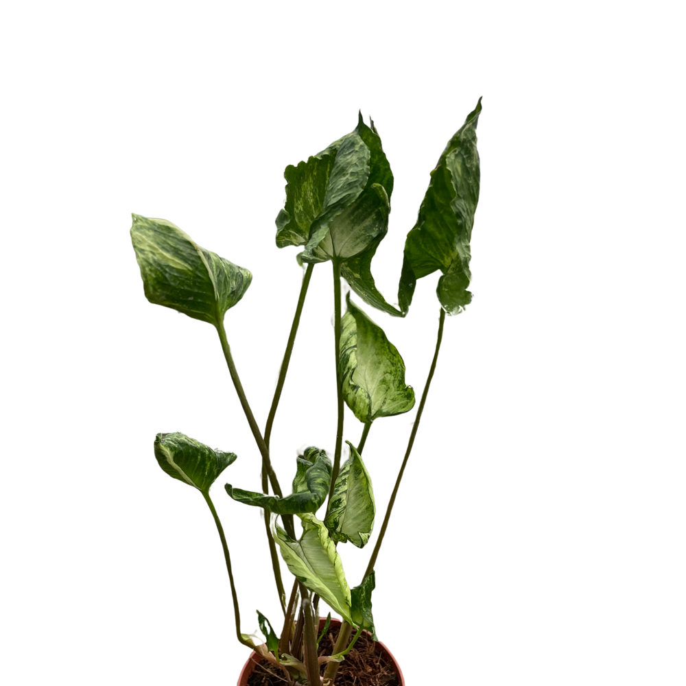 Syngonium 'Godzilla'