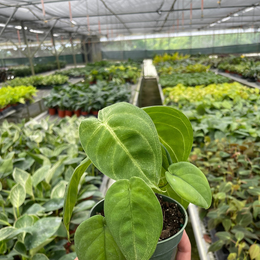 Syngonium 'Ice Frost'