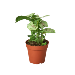 Syngonium Roxanna