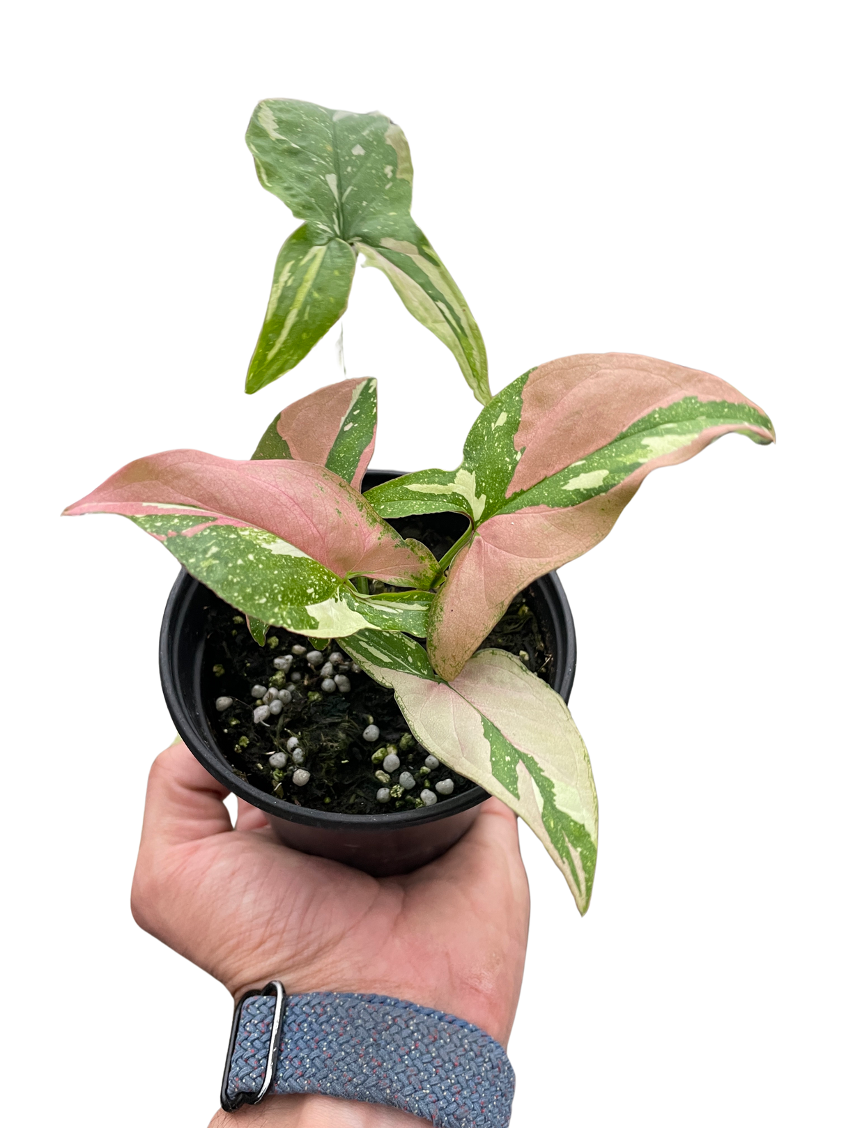 Syngonium 'Tricolor'