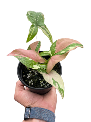 Syngonium 'Tricolor'