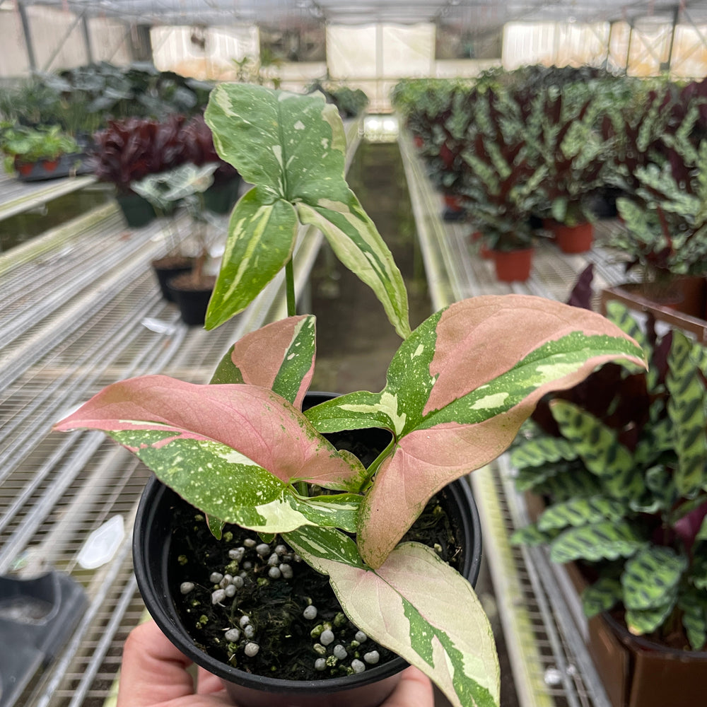 Syngonium 'Tricolor'