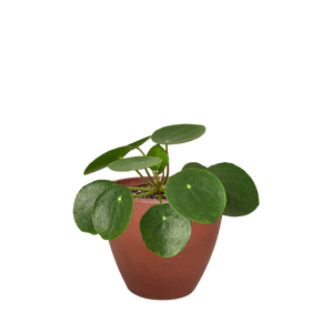 Pilea Peperomioides Chinese Money Plant | Easy Care Coin-Shaped Leaves | House Plant Shop