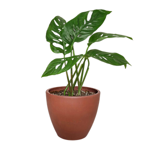 Monstera Adansonii Swiss Cheese | Easy Care Vining Plant | House Plant Shop