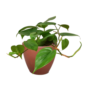 Philodendron Cordatum Heartleaf | Easy Care Climbing Houseplant | House Plant Shop