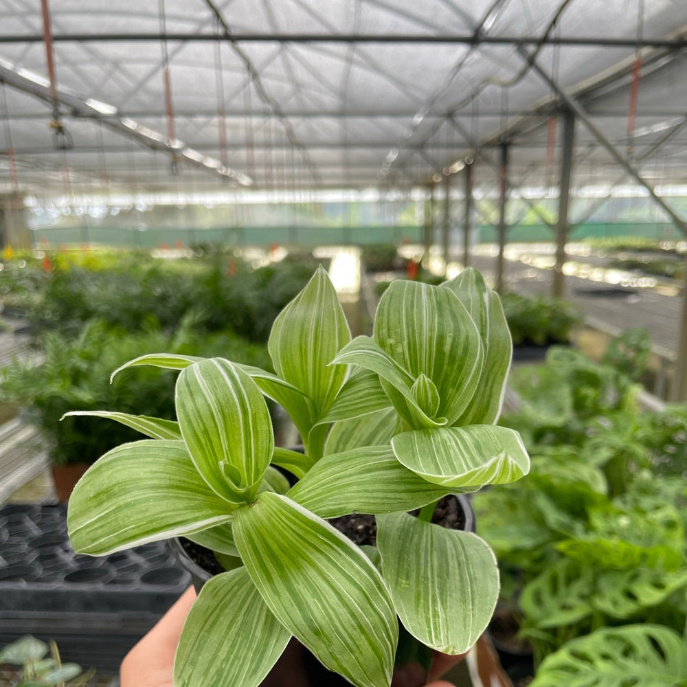 Tradescantia 'Sanna'