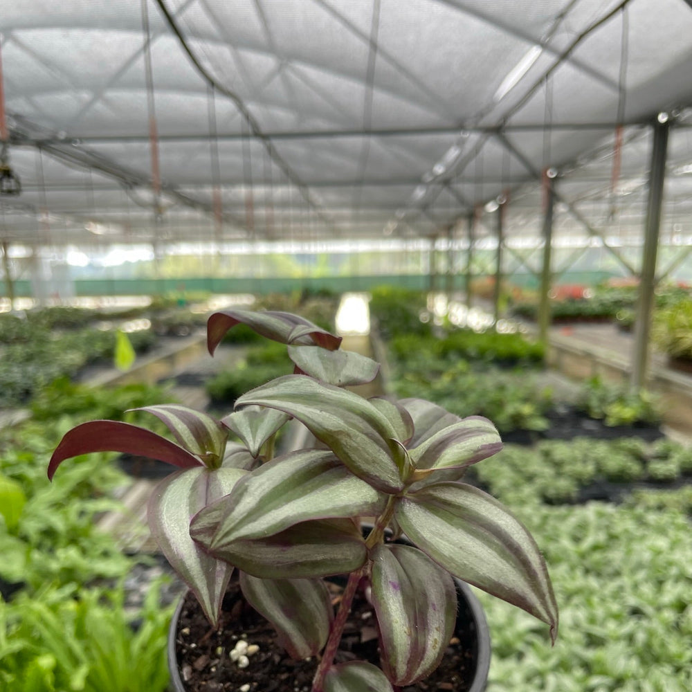 Tradescantia Zebrina 'Wandering Dude'