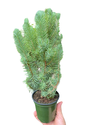 Blue Pine Trees