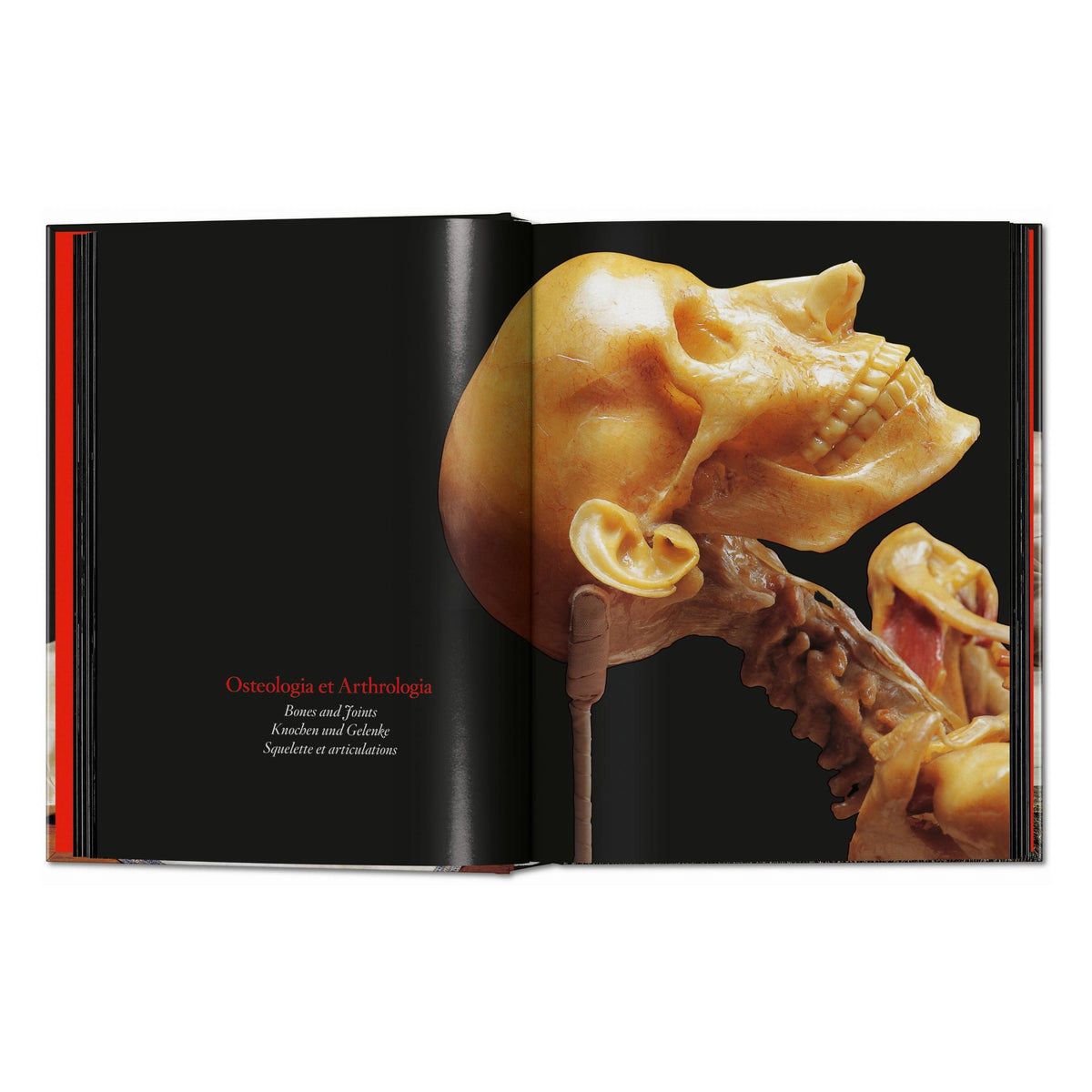Anatomical Waxes. 45th Ed. (German, French, English)