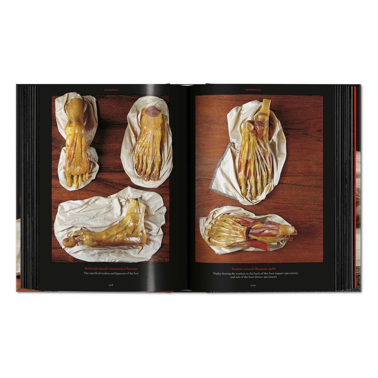 Anatomical Waxes. 45th Ed. (German, French, English)