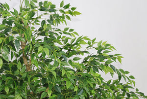 7FT Tall Artificial Banyan Tree with Natural Trunk and Realistic Silk Leaves