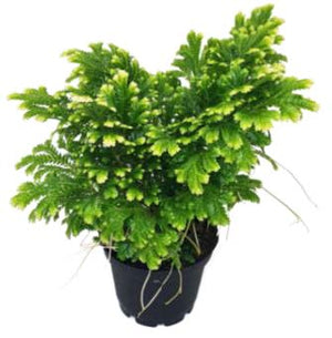 Fern 'Frosty'