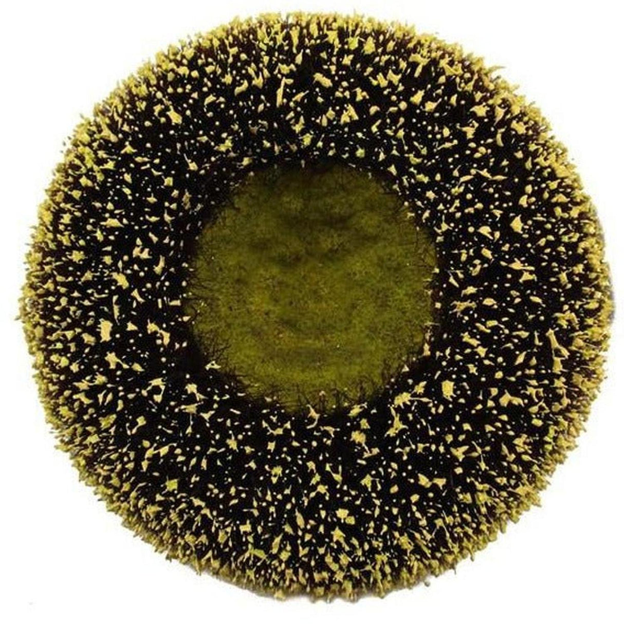5" Sunflower Flower Center: Yellow/Black