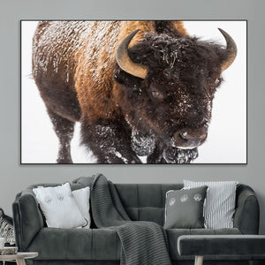 Bison Wall Art Canvas Print For Farmhouse, Wild Animal Wall