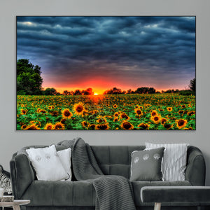 Golden Sunflower Field at Sunset – Breathtaking Sky and