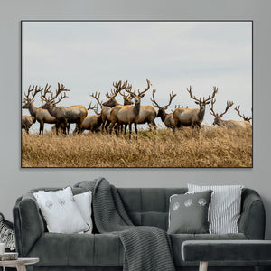 Elk Herd Wall Art Canvas Print – Framed Wildlife Photography