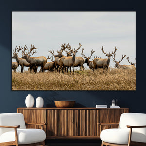 Elk Herd Wall Art Canvas Print – Framed Wildlife Photography